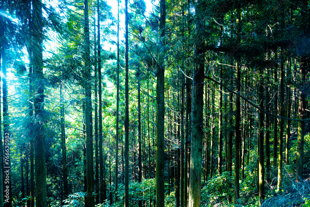 Fototapeta premium 山林