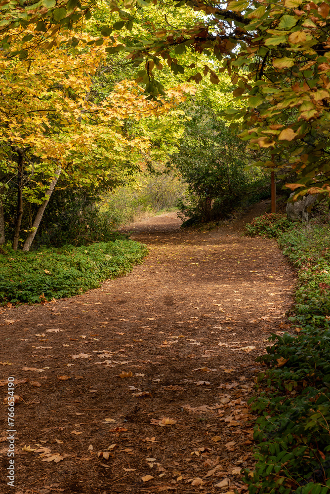 Fall foliage at Lithia Park, Ashland, Oregon, USA, in the Autumn, featuring yellow along a path in the woods Fall foliage at Lithia Park, Ashland, Oregon, USA, in the Autumn, featuring yellow along a path in the woods