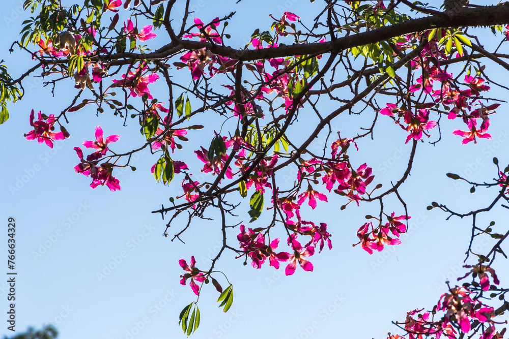Pink flowers from a tree known as Palo Borracho, with a clear sky in the background. Pink flowers from a tree known as Palo Borracho, with a clear sky in the background.