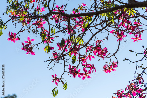 Pink flowers from a tree known as Palo Borracho, with a clear sky in the background.