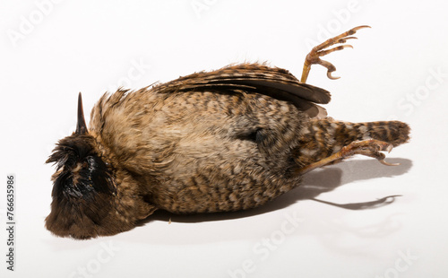 The Eurasian wren  Troglodytes  or northern wren is a very small insectivorous bird  of the wren family Troglodytidae. A dead bird on a white background.