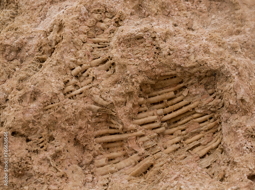 Fossil corals of the Red Sea. Ancient creatures, turned into stone. Reef corals. photo