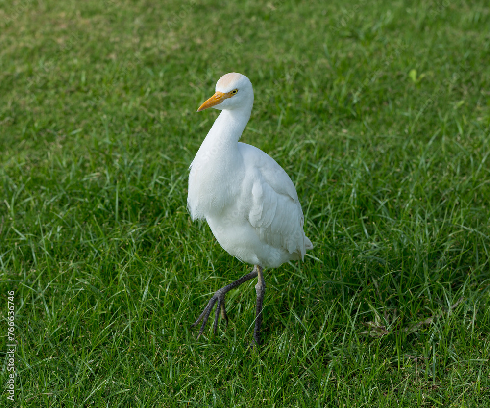 Fototapeta premium Little egret (Egretta garzetta). The white bird hunts fish in the red Sea.