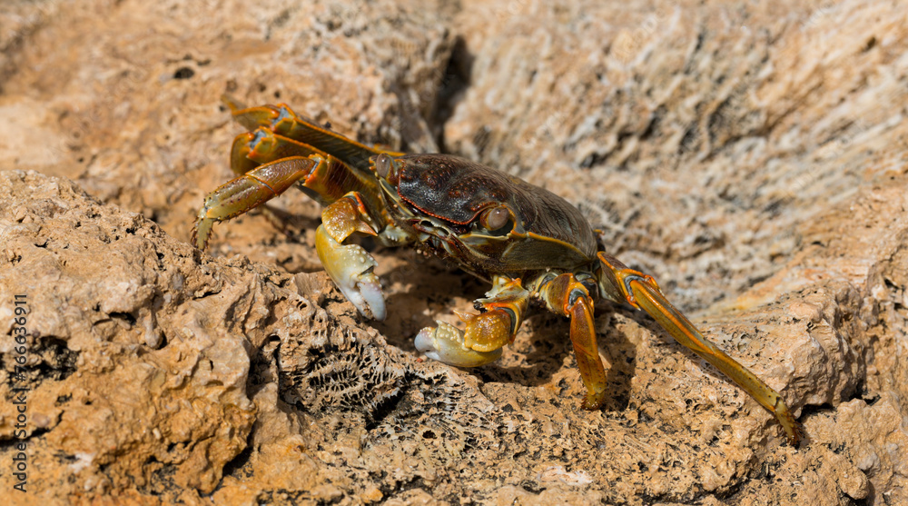 Grapsus albolineatus is a species of decapod crustacean in the family Grapsidae. Crab, on a reef rock. Fauna of the Sinai Peninsula. Grapsus albolineatus is a species of decapod crustacean in the family Grapsidae. Crab, on a reef rock. Fauna of the Sinai Peninsula.