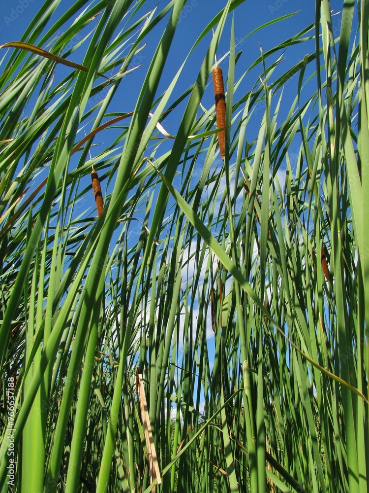 Fototapeta premium low angle view of cattails
