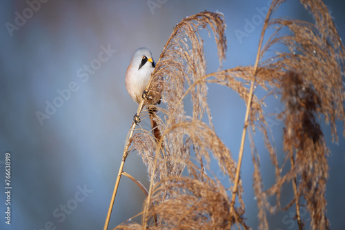 The bearded reedling - Panurus biarmicus is a small, long-tailed passerine bird found in reed beds near water. photo