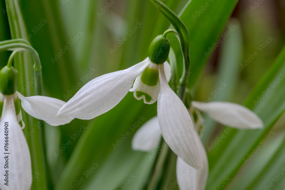 Białe wiosenne kwiaty - przebiśniegi (Galanthus nivalis). Wczesna wiosna w mieście.Piękne wiosenne drobne białe kwiaty na klombie w mieście. Białe wiosenne kwiaty - przebiśniegi (Galanthus nivalis). Wczesna wiosna w mieście.Piękne wiosenne drobne białe kwiaty na klombie w mieście.