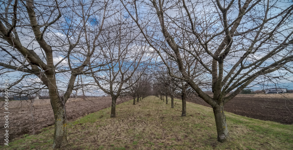 Sad czereśniowy pod koniec zimy w ostatnich dniach lutego.Drzewa owocowe rosnące w rzędach tuż przed wiosennym „przebudzeniem” z zimowego snu.  - obrazy, fototapety, plakaty 