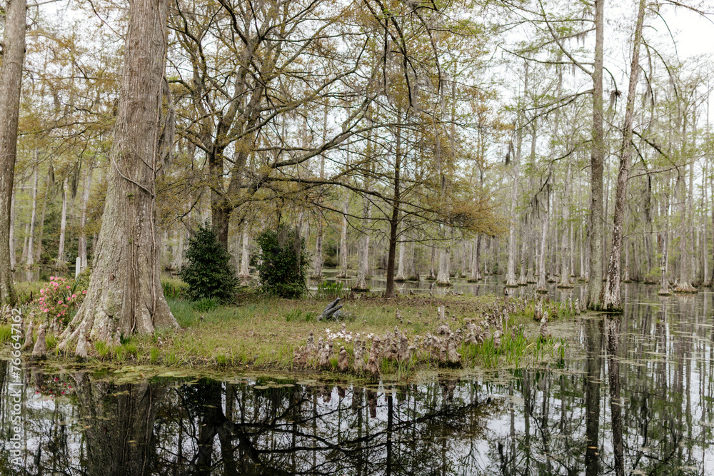 Beautiful landscape in a swamp with cypress trees with Spanish moss, aerial roots and alligators. Cypress Garden, Charleston, South Carolina, USA Beautiful landscape in a swamp with cypress trees with Spanish moss, aerial roots and alligators. Cypress Garden, Charleston, South Carolina, USA