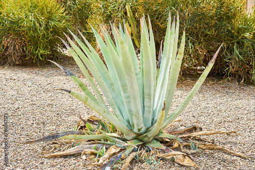An agave bush growing alone outdoors