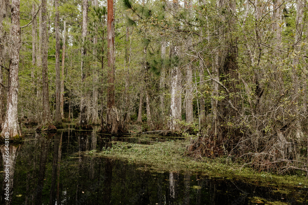 Beautiful landscape in a swamp with cypress trees with Spanish moss, aerial roots and alligators. Cypress Garden, Charleston, South Carolina, USA Beautiful landscape in a swamp with cypress trees with Spanish moss, aerial roots and alligators. Cypress Garden, Charleston, South Carolina, USA