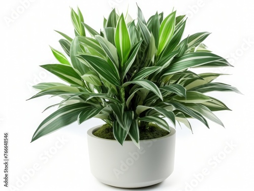 Plant in a white pot on a white background.