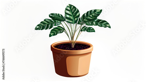 potted plant isolated on white or transparent background cutout