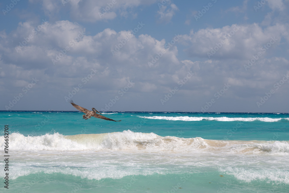 PELICAN FLYING LOW OVER THE SHORE OF THE BEACH.