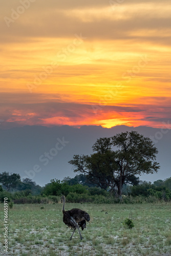 Sunrise with an ostrich in the foreground, Botswana, Africa photo