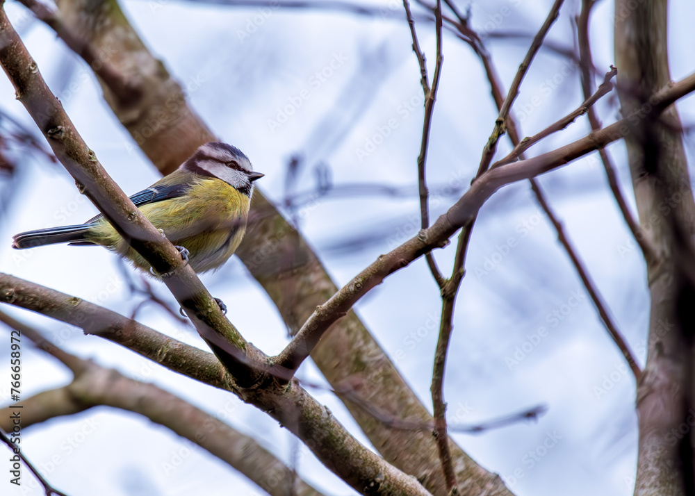 Naklejka premium Blue Tit (Cyanistes caeruleus) - Found throughout Europe and parts of Asia