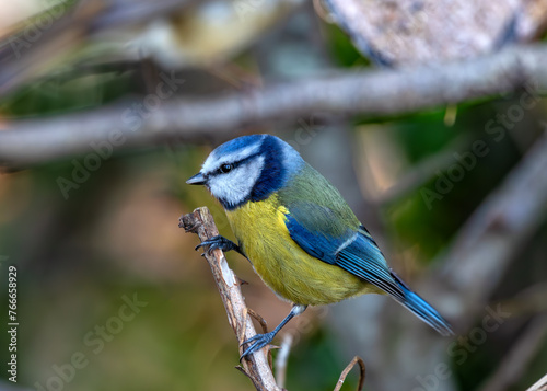 Blue Tit (Cyanistes caeruleus) - Found throughout Europe and parts of Asia