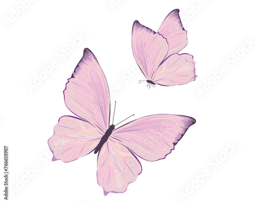 pink butterfly two vector