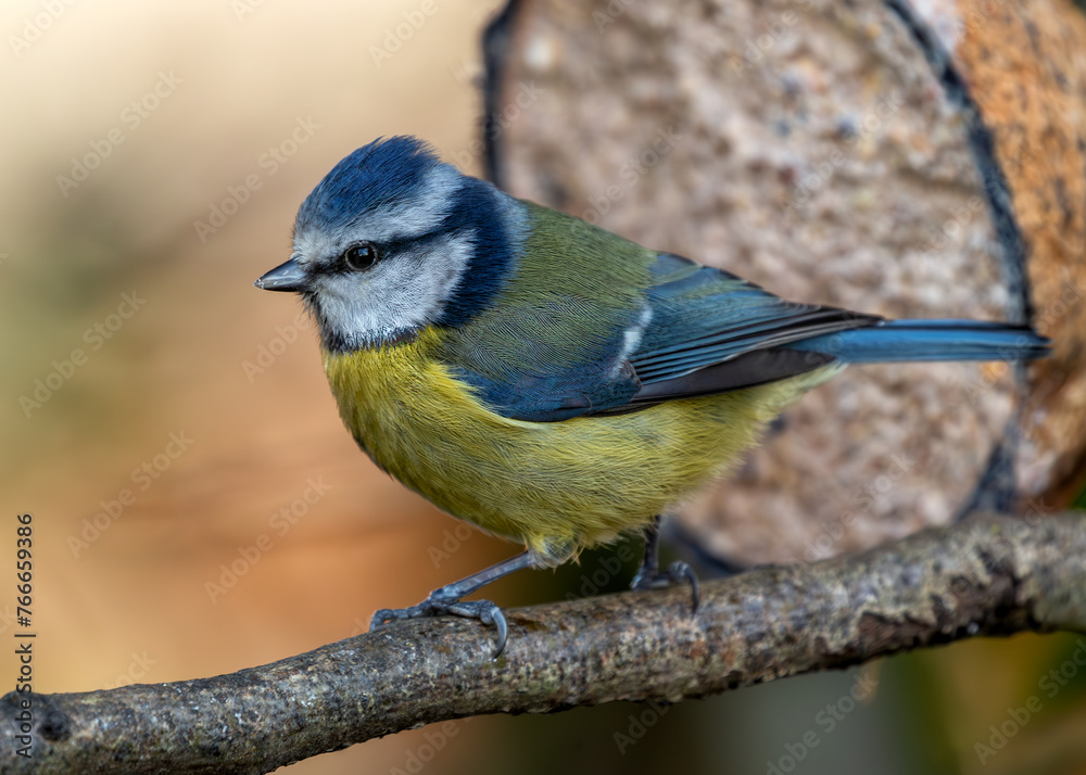 Blue Tit (Cyanistes caeruleus) - Found throughout Europe and parts of Asia Blue Tit (Cyanistes caeruleus) - Found throughout Europe and parts of Asia