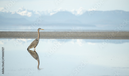 Great Blue Heron standing in water