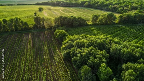 Agroforestry Professional captures of agroforestry systems integrating trees shrubs and crops on the farm landscape  AI generated illustration photo