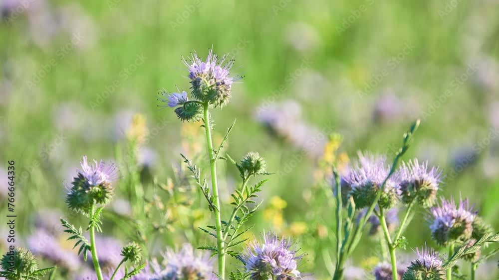 Phacelia tanacetifolia is a species of flowering plant in the borage family Boraginaceae, known by the common names lacy phacelia, blue tansy or purple tansy.