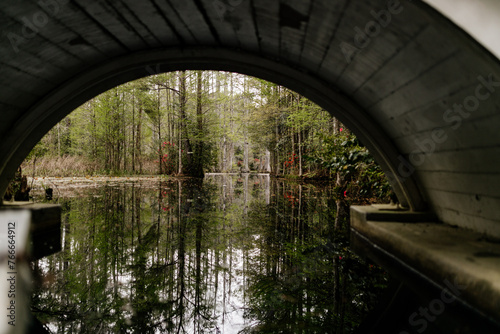 Beautiful landscape in a swamp with cypress trees with Spanish moss, aerial roots and alligators. White bridge across the lake. Cypress Garden, Charleston, South Carolina, USA