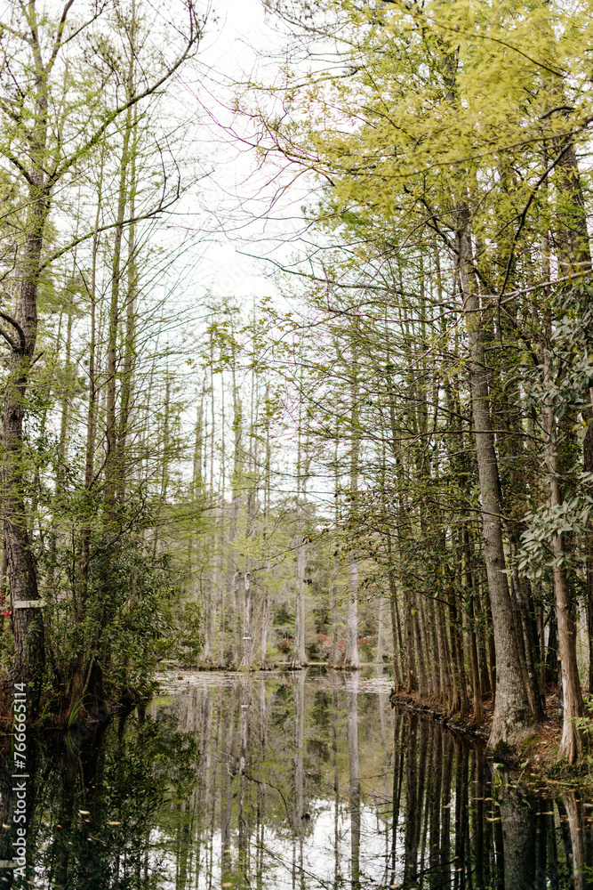 Beautiful landscape in a swamp with cypress trees with Spanish moss, aerial roots and alligators. Cypress Garden, Charleston, South Carolina, USA