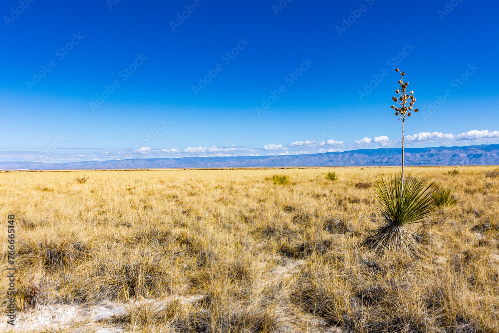 Chihuahuan desert grassland at start of Dune Life Nature Trail at White Sands NP. Chihuahuan desert grassland at start of Dune Life Nature Trail at White Sands NP.