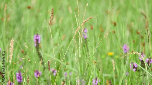 Molinia caerulea, known by common name purple moor-grass, is grass that is native to Europe, west Asia, and north Africa. photo