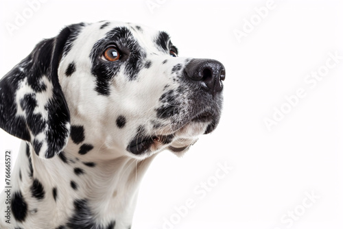 Portrait of a dog on white background