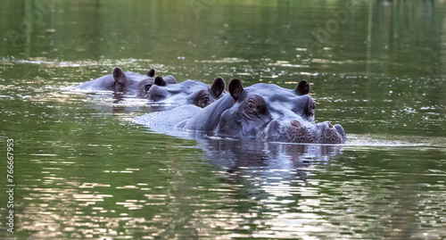 Hippopotamus in water with head protruding, Botswana, Africa