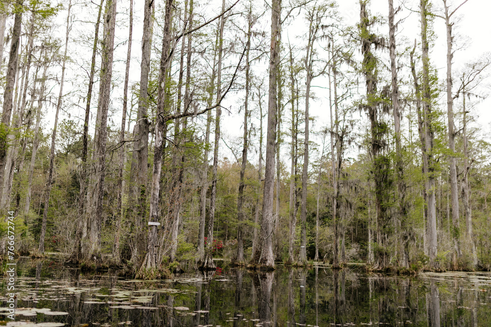Beautiful landscape in a swamp with cypress trees with Spanish moss, aerial roots and alligators. Cypress Garden, Charleston, South Carolina, USA Beautiful landscape in a swamp with cypress trees with Spanish moss, aerial roots and alligators. Cypress Garden, Charleston, South Carolina, USA