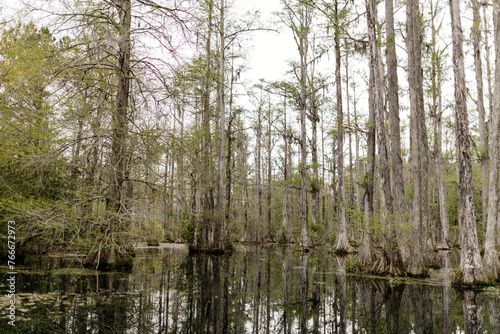 Beautiful landscape in a swamp with cypress trees with Spanish moss  aerial roots and alligators. Cypress Garden  Charleston  South Carolina  USA