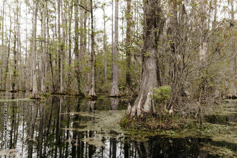 Beautiful landscape in a swamp with cypress trees with Spanish moss, aerial roots and alligators. Cypress Garden, Charleston, South Carolina, USA