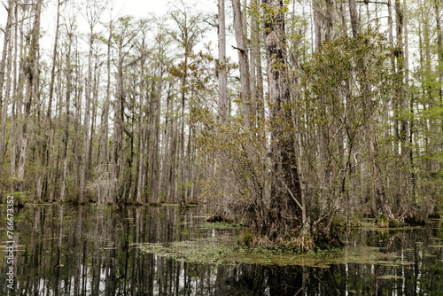 Beautiful landscape in a swamp with cypress trees with Spanish moss  aerial roots and alligators. Cypress Garden  Charleston  South Carolina  USA