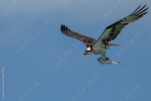 Osprey flying with fish