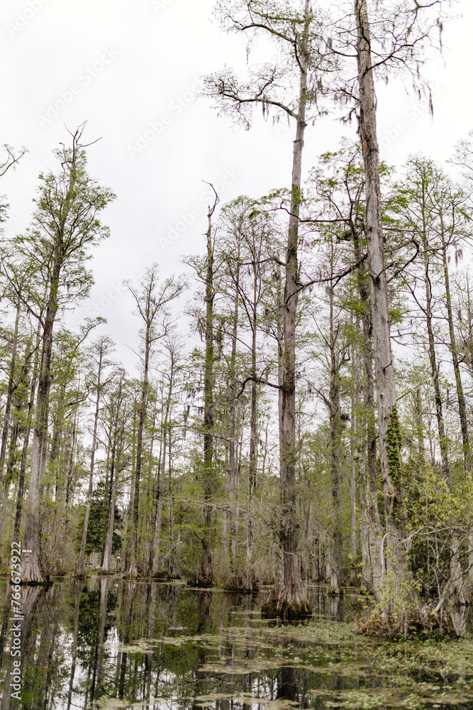 Naklejka premium Beautiful landscape in a swamp with cypress trees with Spanish moss, aerial roots and alligators. Cypress Garden, Charleston, South Carolina, USA