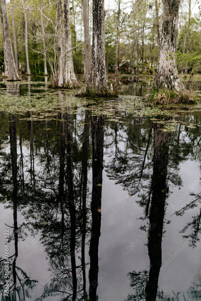 Beautiful landscape in a swamp with cypress trees with Spanish moss, aerial roots and alligators. Cypress Garden, Charleston, South Carolina, USA