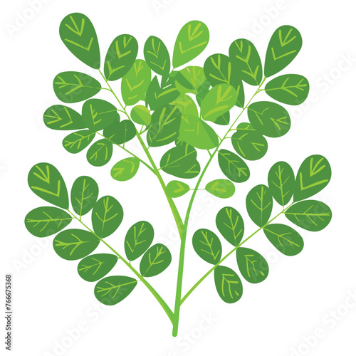 Moringa Green Plant and Leaves. Isolated on white b