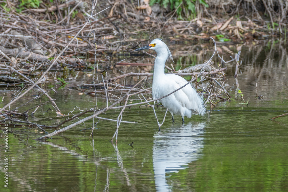Snowy egret perches in a branch over shallow water in spring. Snowy egret perches in a branch over shallow water in spring.