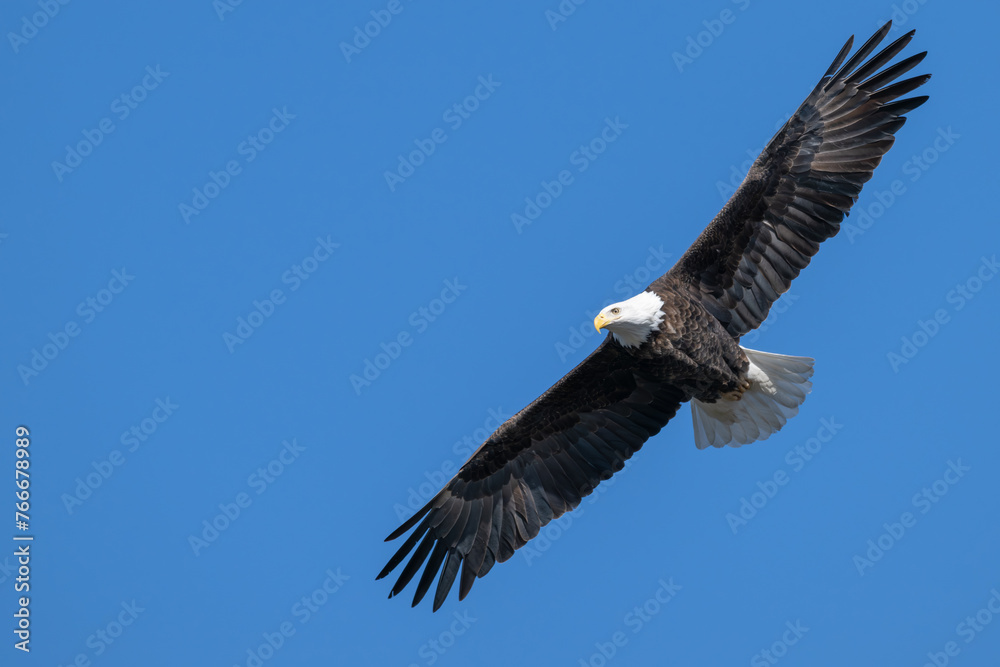 Fototapeta premium American bald eagle in flight, wings fully extended.