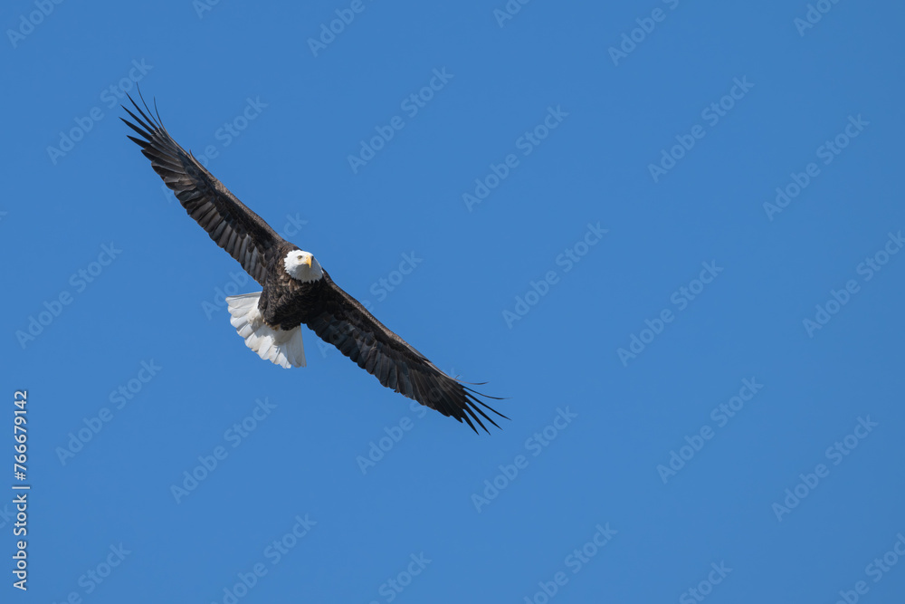 Obraz premium American bald eagle in flight, wings fully extended.