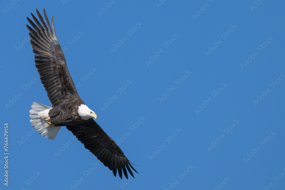 American bald eagle in flight, wings fully extended. American bald eagle in flight, wings fully extended.