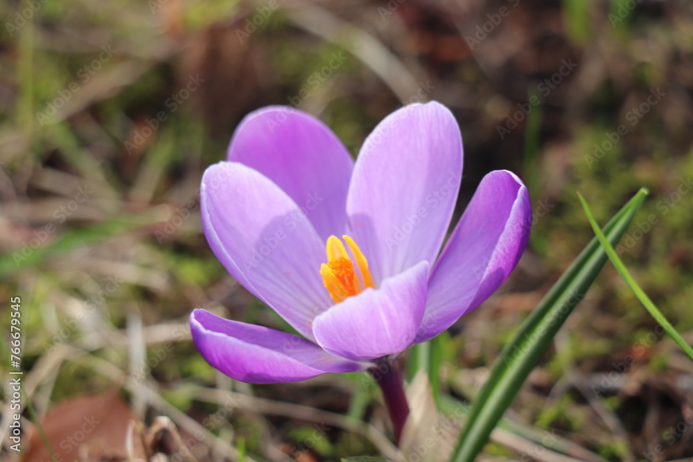 Single purple crocus Single purple crocus