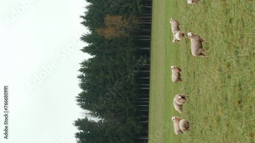 Sheep grazing on green grass. Flock of sheep pasturing in meadow. Vertical video