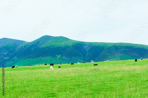 なだらかな坂の牧草地