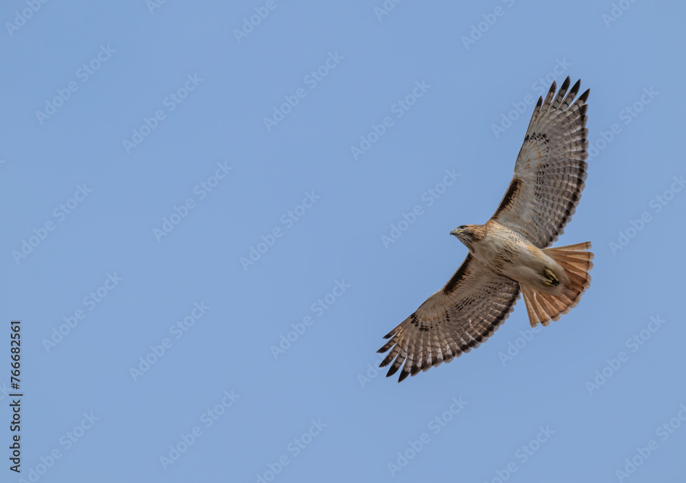 Obraz premium Red tailed hawk in flight, wings extended.