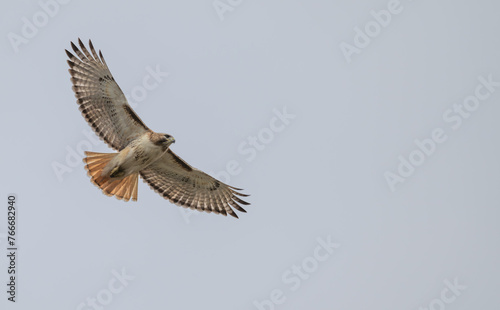 Red tailed hawk in flight, wings extended.