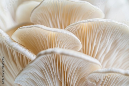 Elegant Oyster Mushroom Patterns in Close-Up. Generative ai